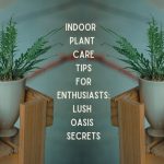 Indoor Plant Care