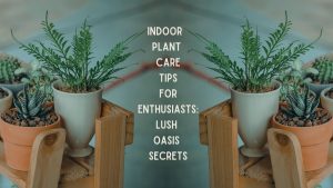 Indoor Plant Care