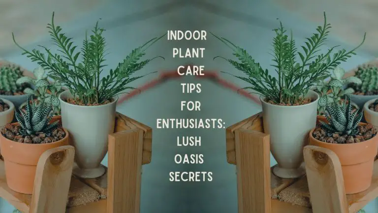 Indoor Plant Care