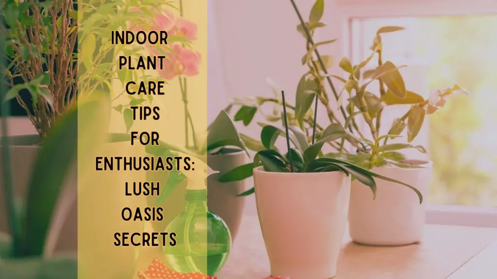 Indoor Plant Care Tips for Enthusiasts