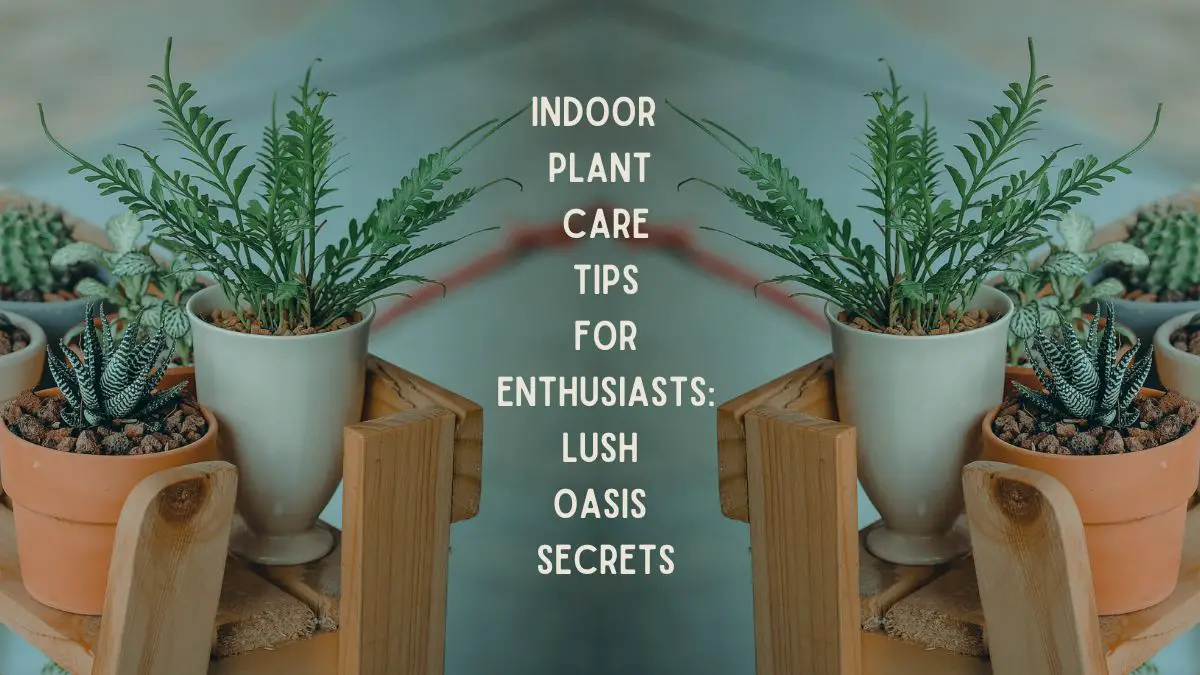 Indoor Plant Care