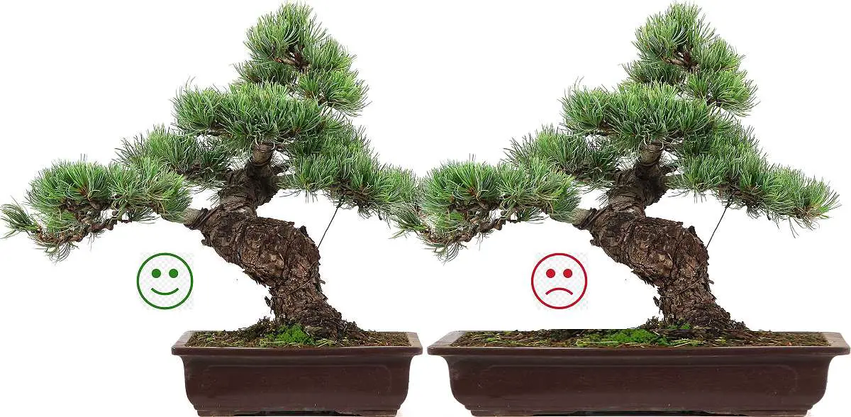 Best Bonsai Pots: Elevate Your Miniature Trees with Style