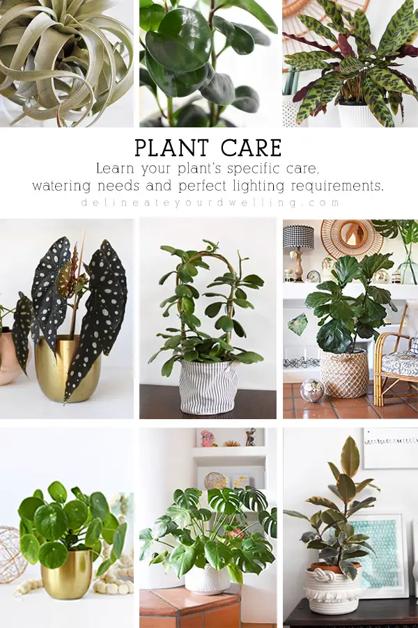 Indoor Plant Care Tips for Enthusiasts: Lush Oasis Secrets