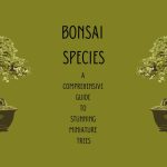 Best Bonsai Species