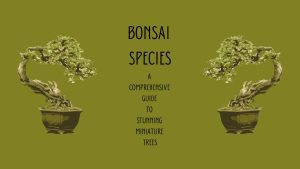 Best Bonsai Species