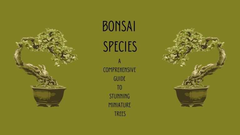 Best Bonsai Species