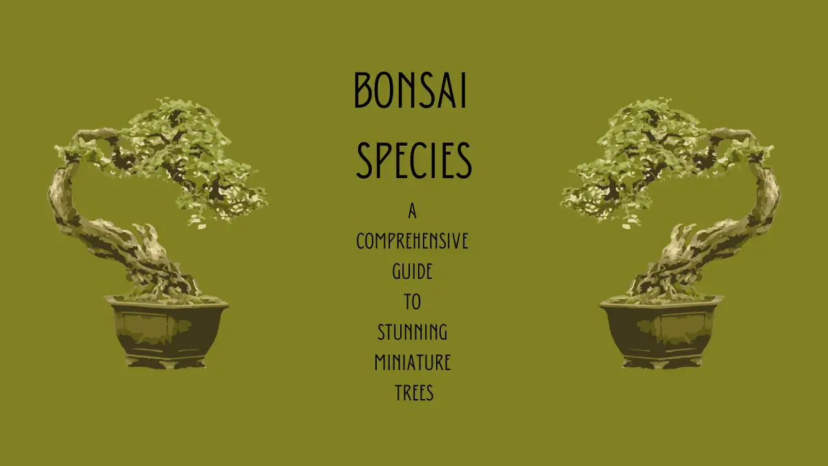 Best Bonsai Species