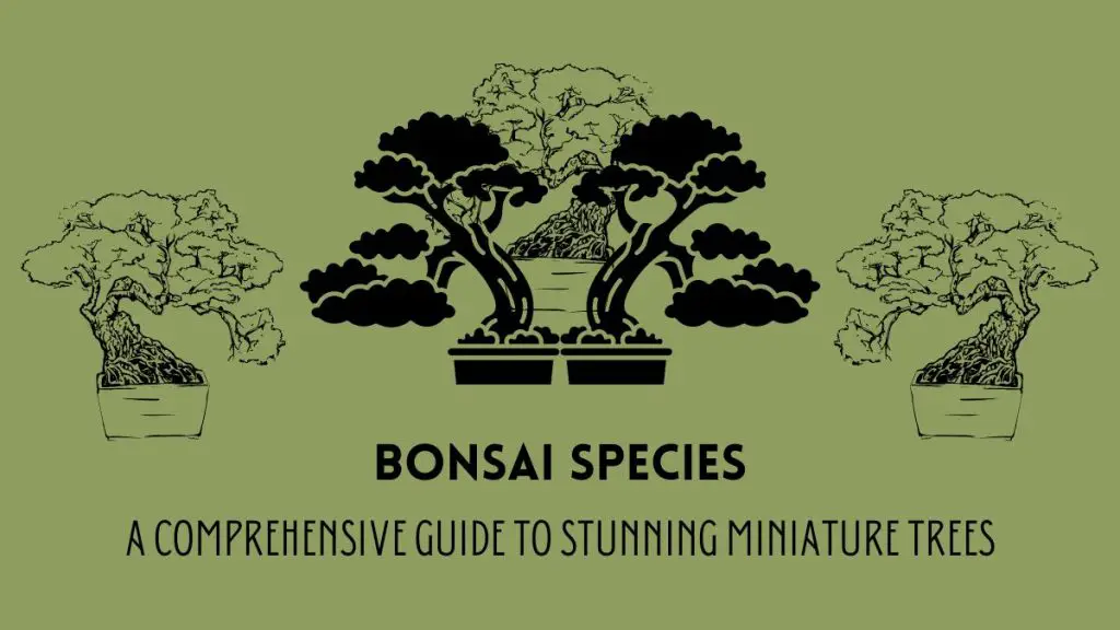 Bonsai Species