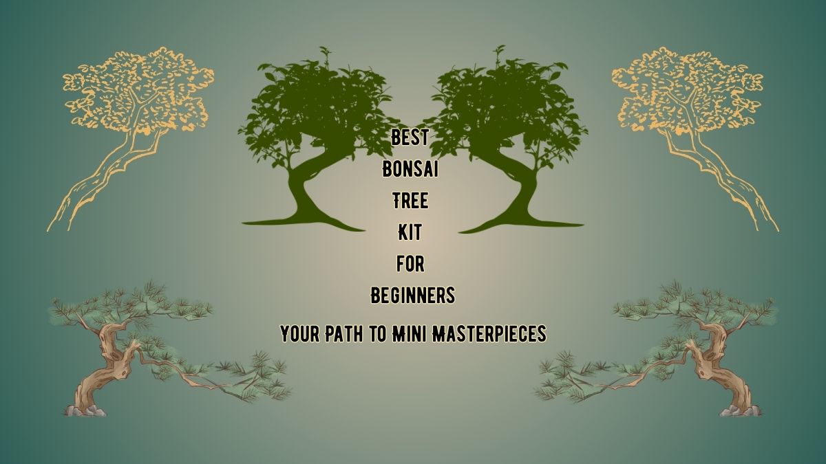 Best Bonsai Tree Kit