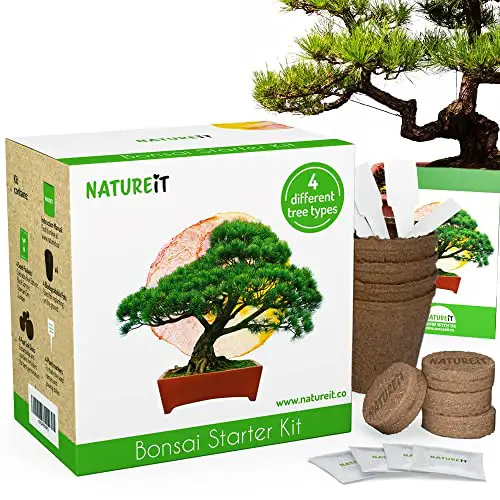 Best Bonsai Tree Kit for Beginners